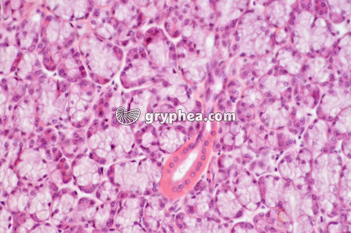 Glande salivaire x100 - gryphea.org